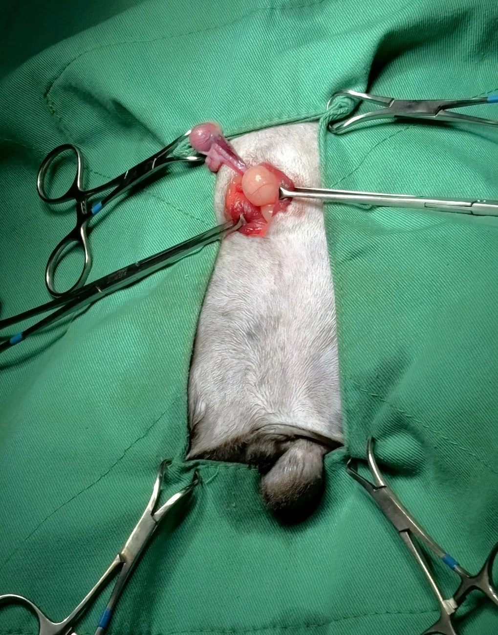 腹腔隱睪1