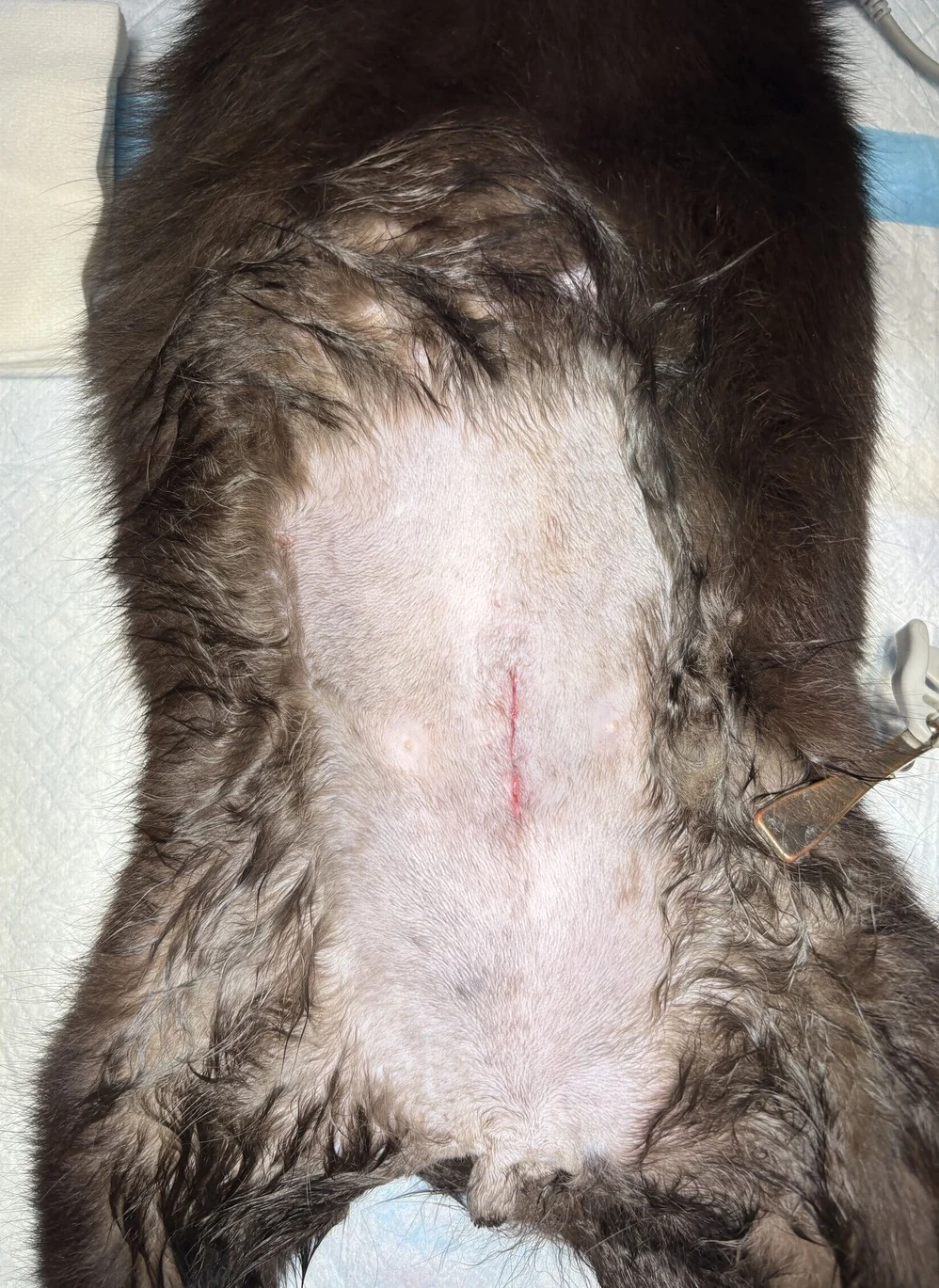 腹腔隱睪4