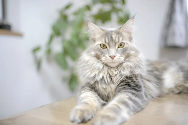 Mainecoon