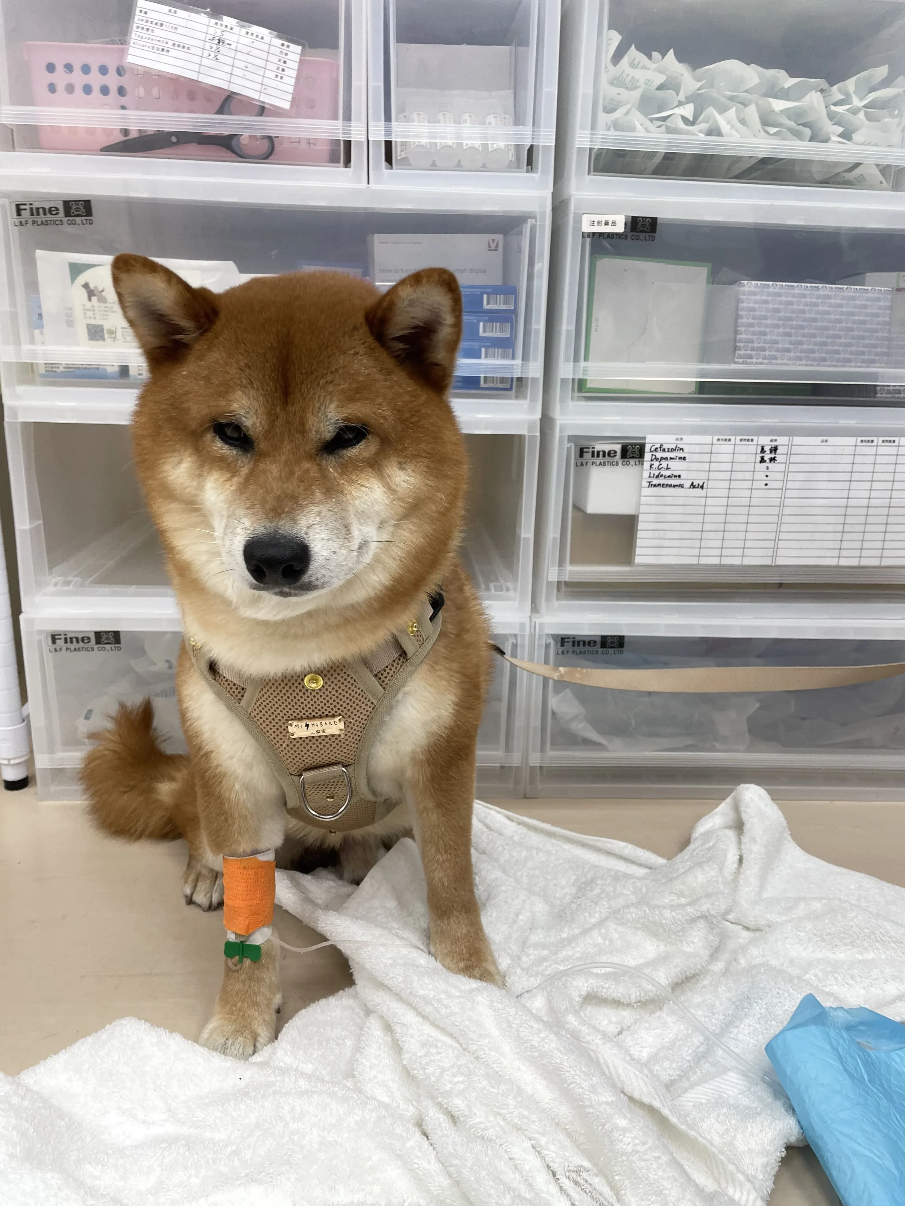 Dog Pancreatitis