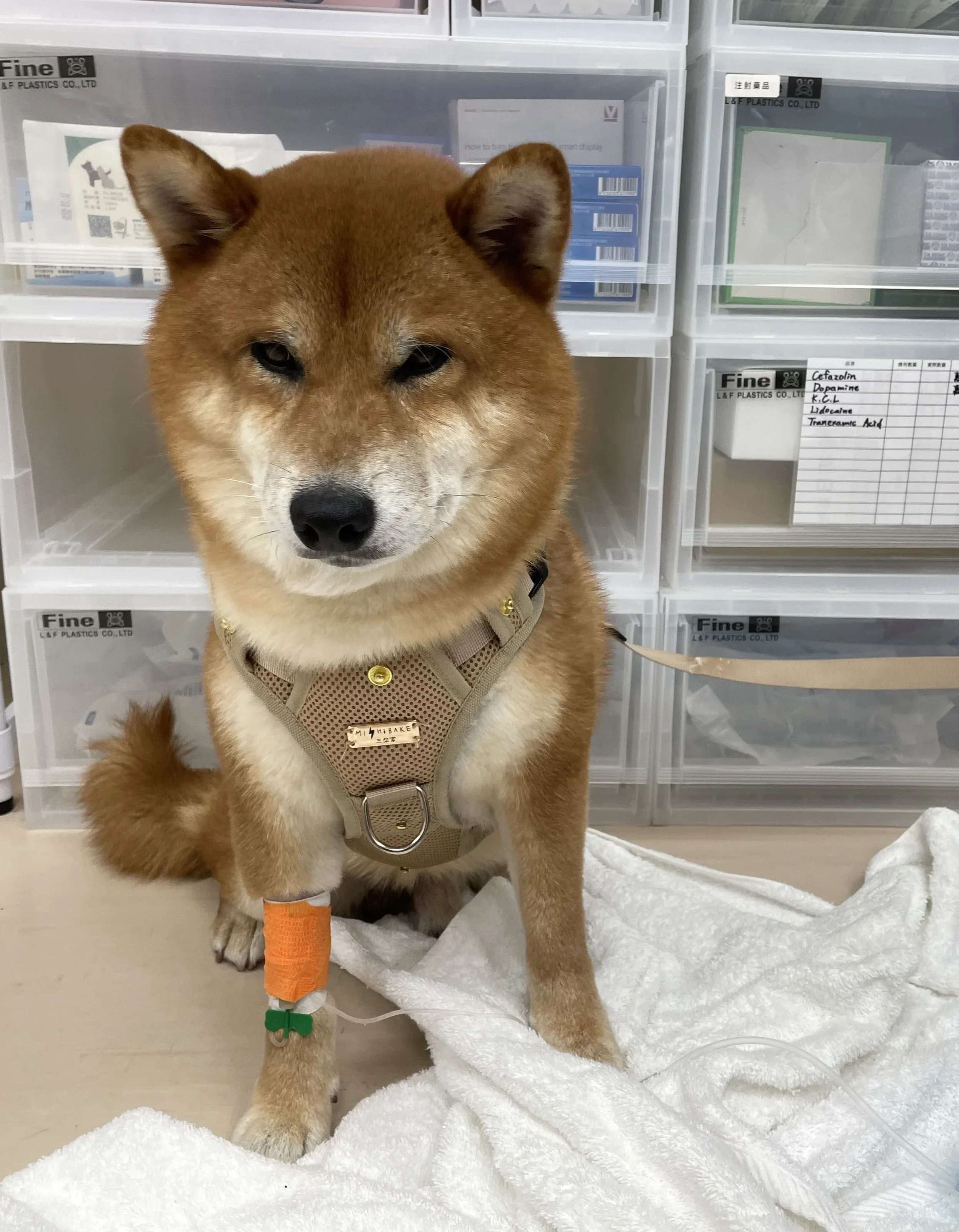 Dog Pancreatitis