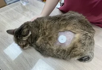 Freestyle Neko1
