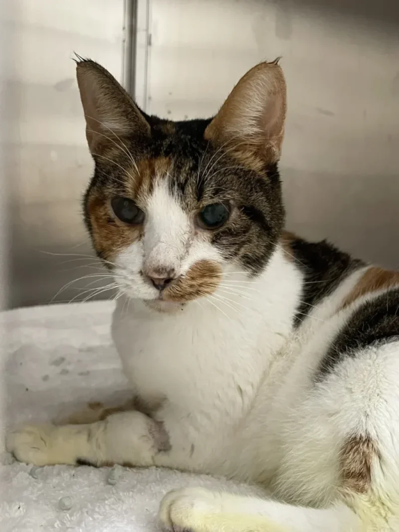 Cat Fiv
