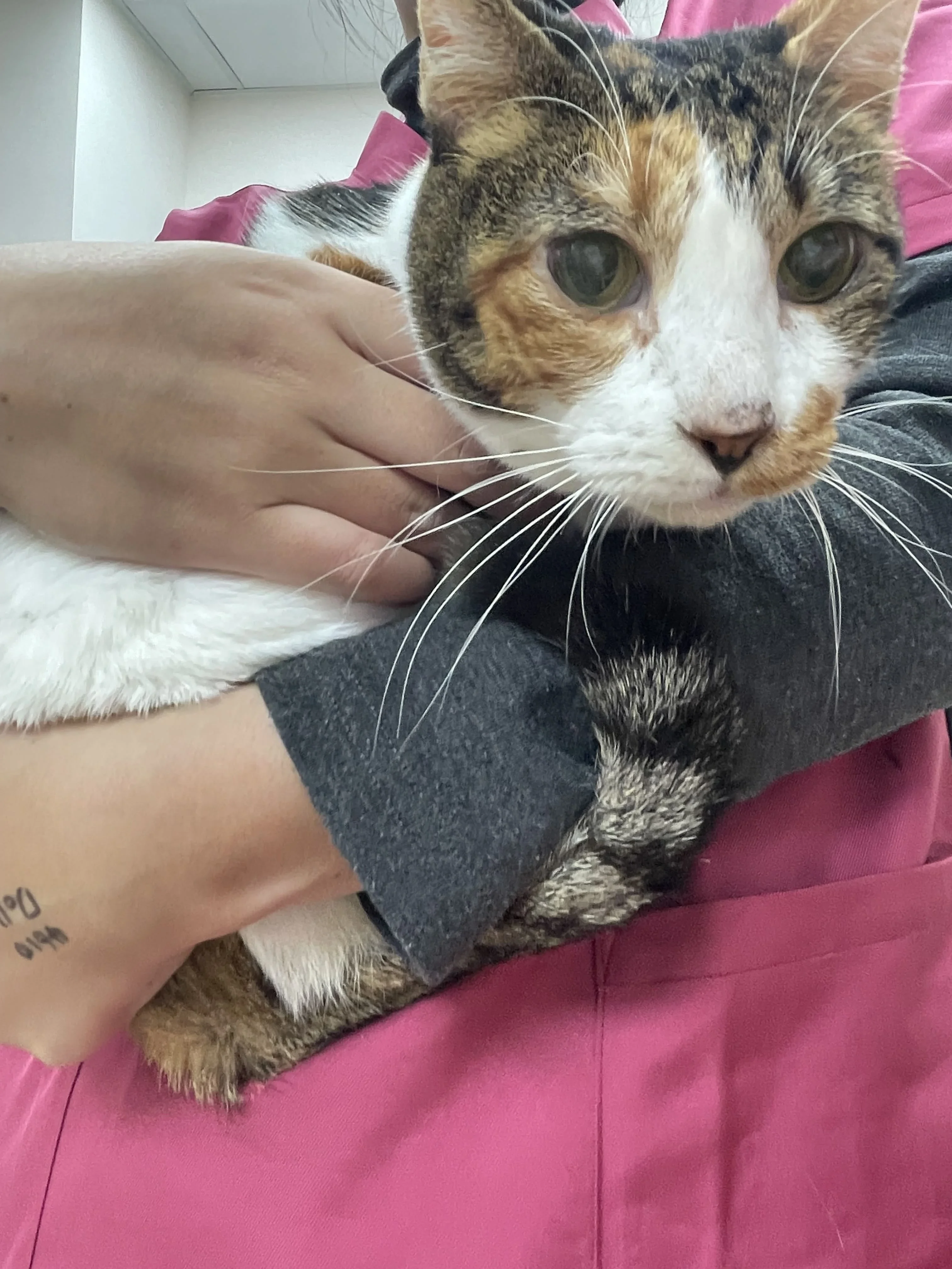 cat_CKD