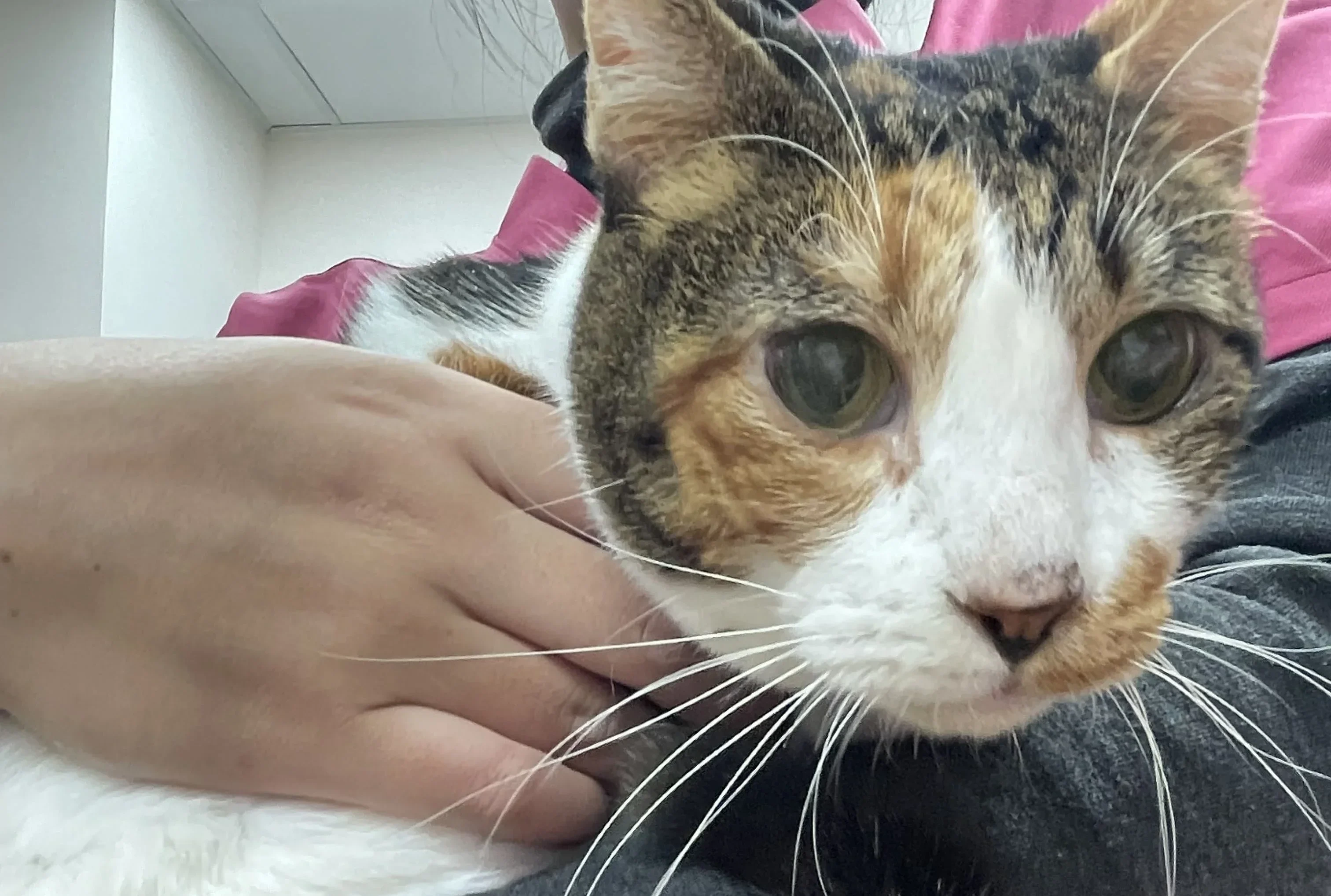 cat_CKD