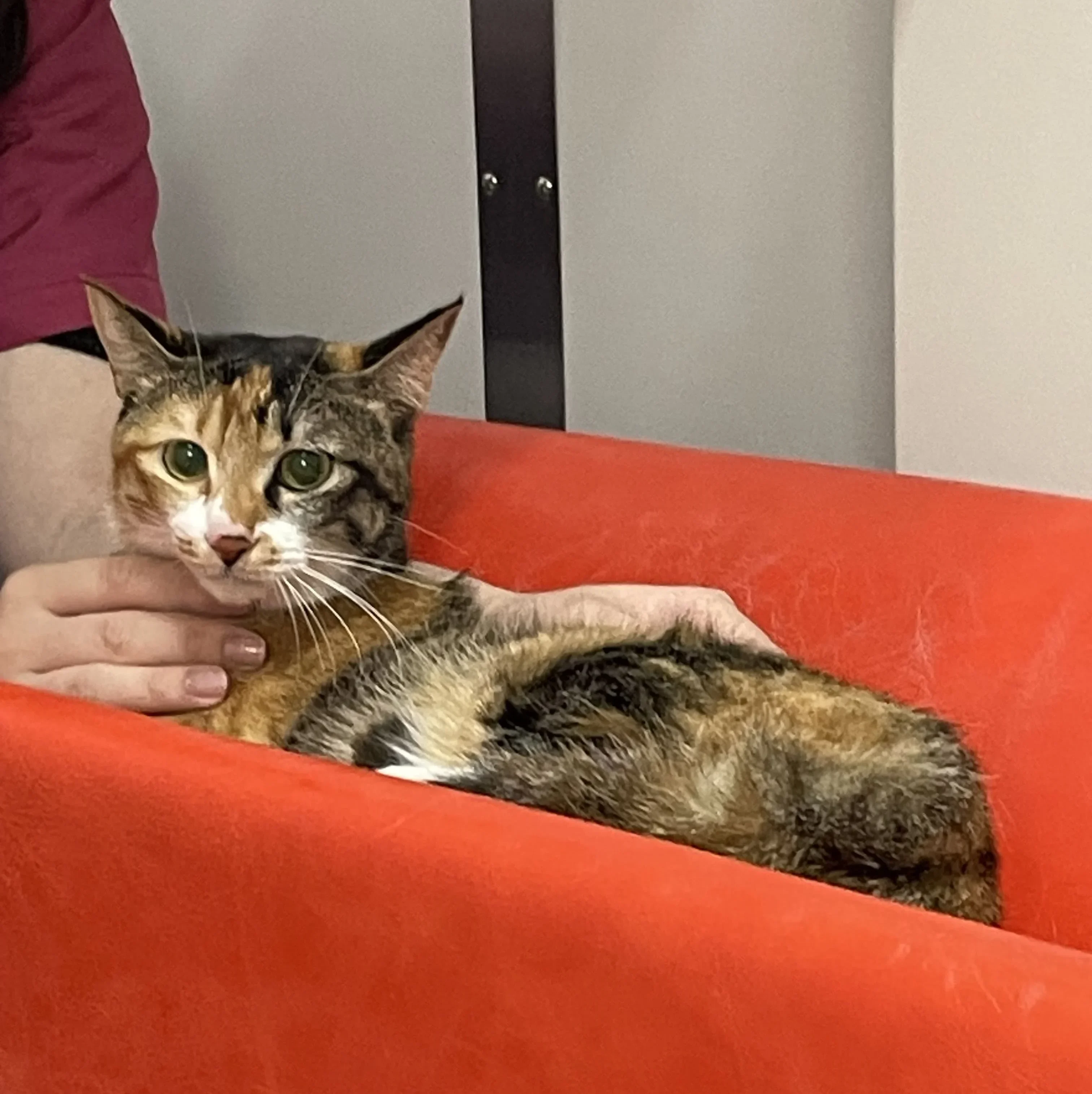 cat-on-couch