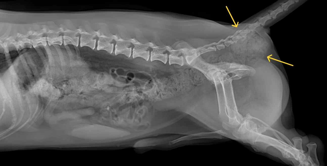 Perineal Xray1