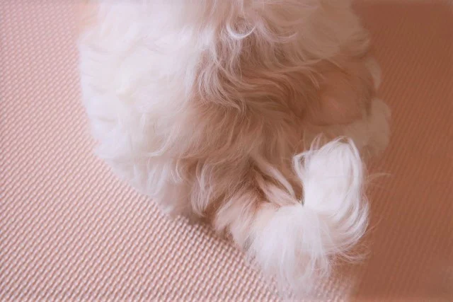 Dog But