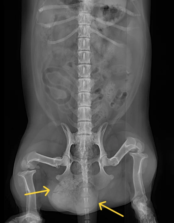 Perineal Xray2