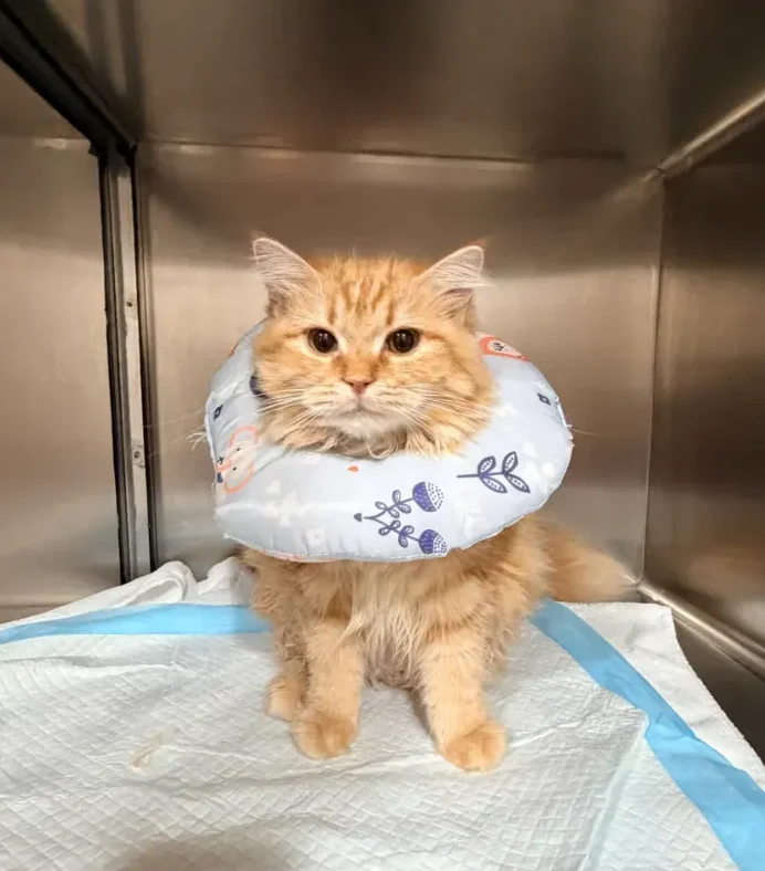 Orange Cat Post