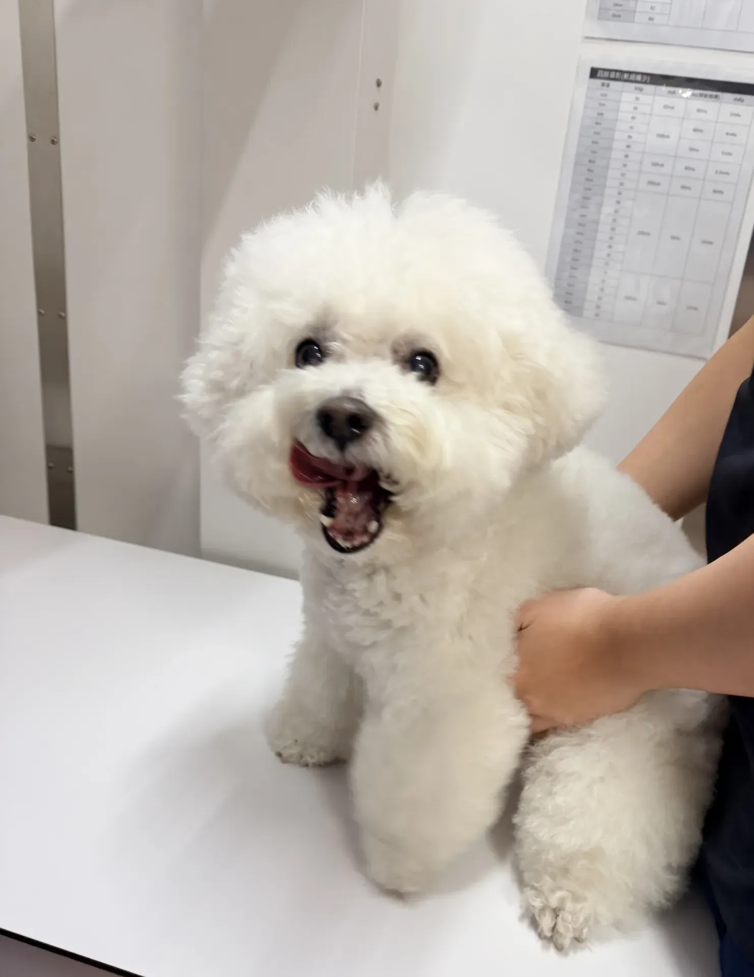 Bichon