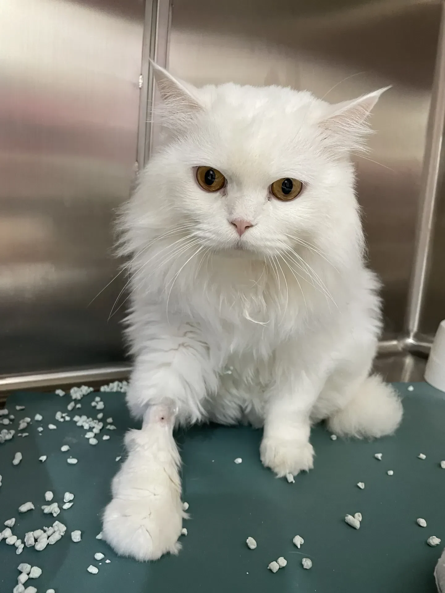 White Cat