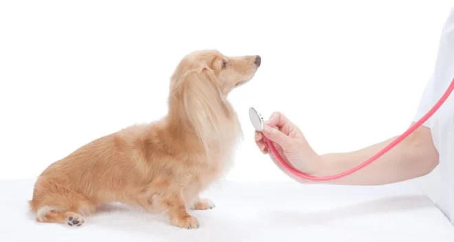 Dog Heart