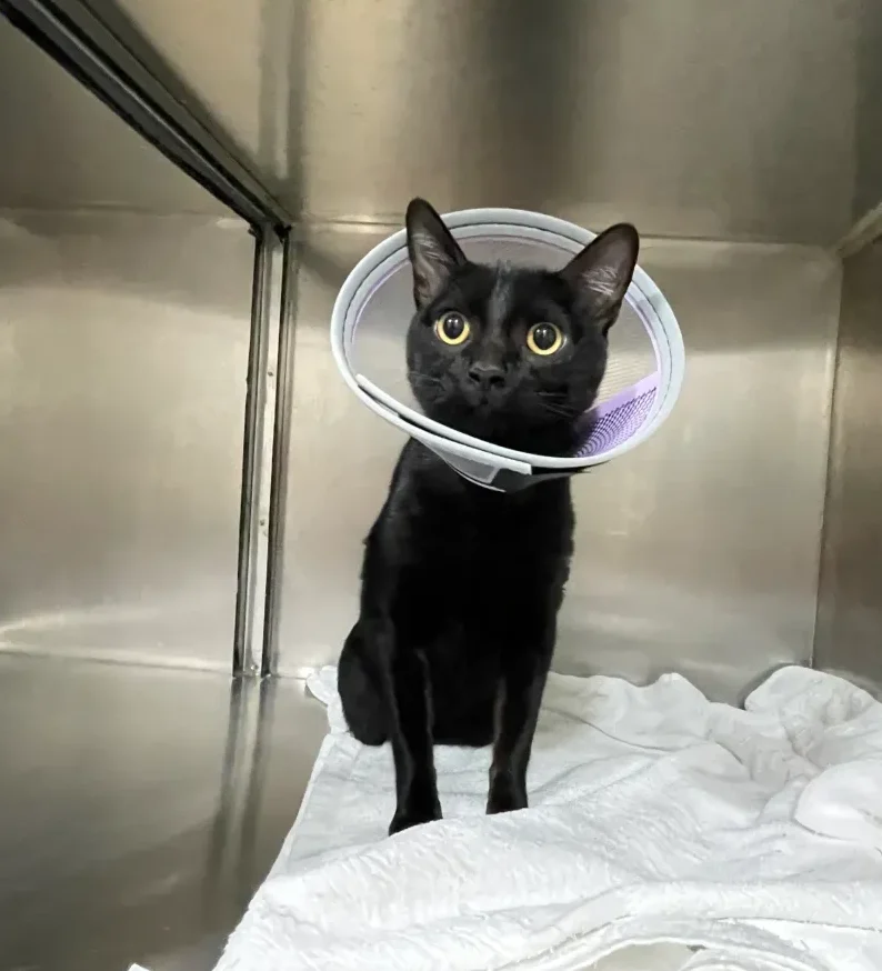 Black Cat Post
