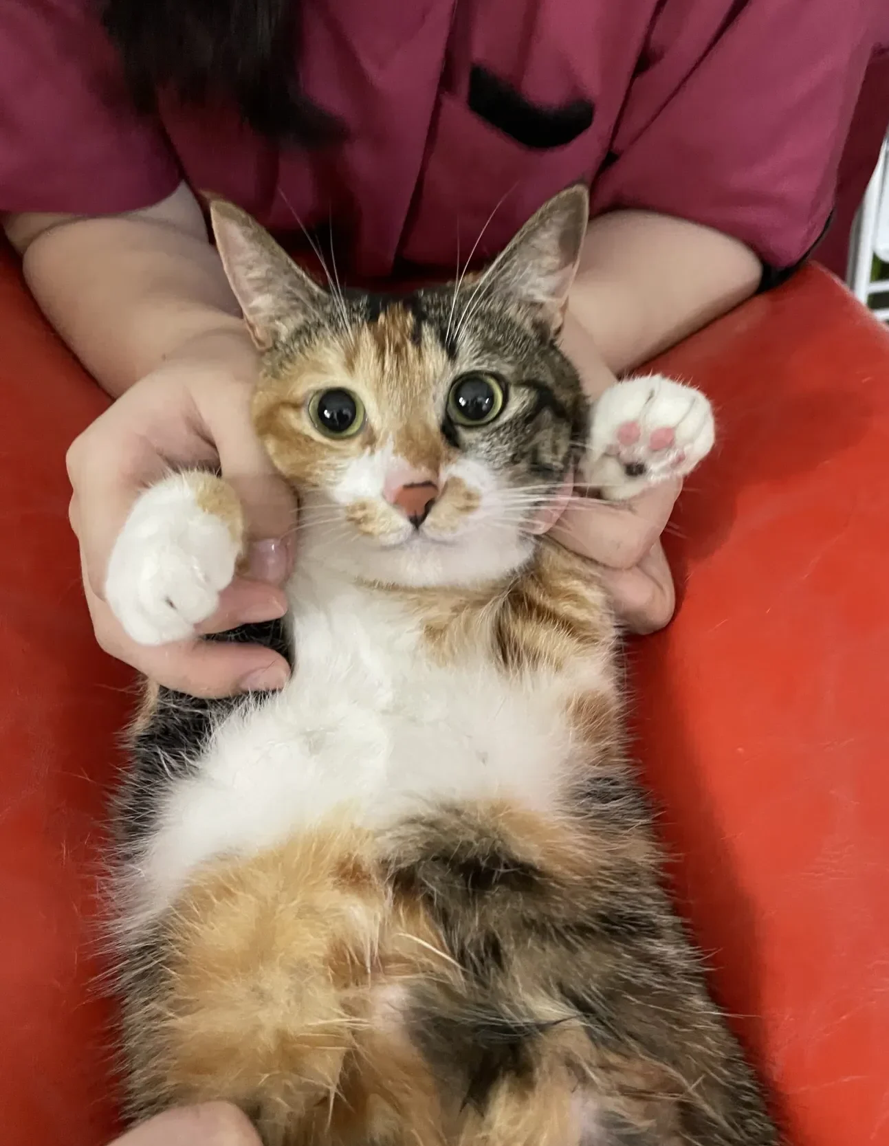 Cat Free