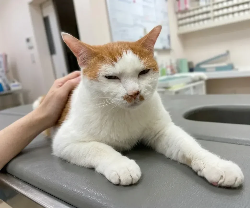 cat-eyesclosed