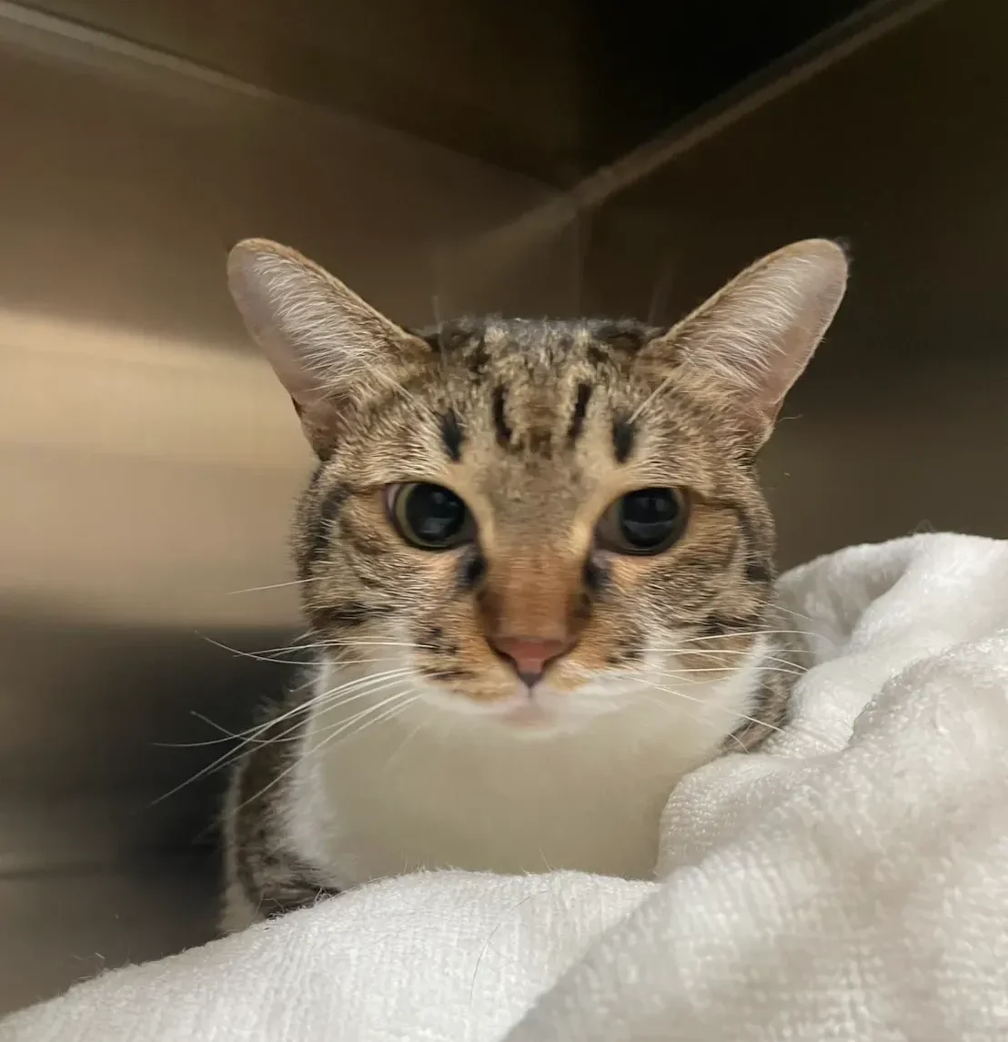 Tiger Cat