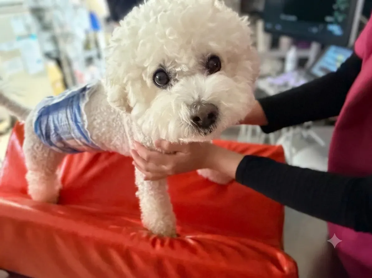 Bichone Dog Cropped