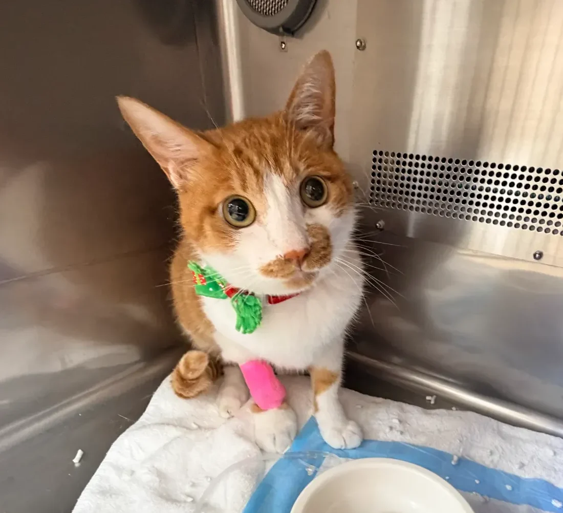 Orange Cat3