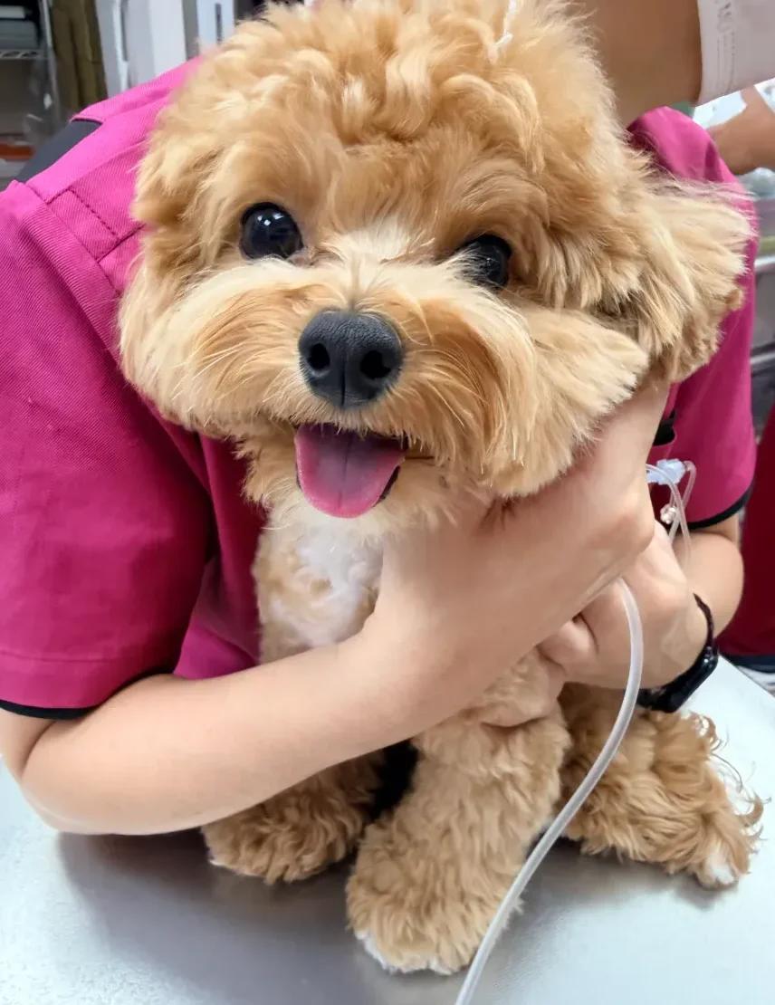 Puppy Inject