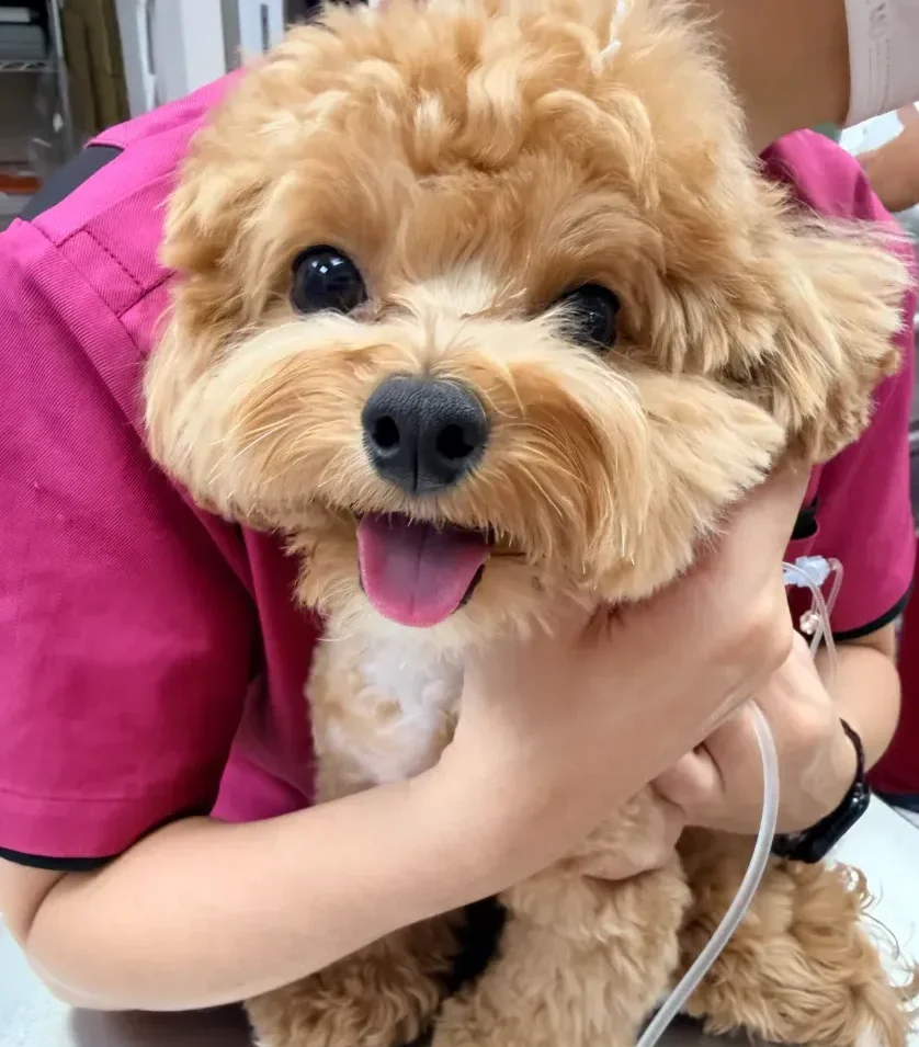 Puppy Inject