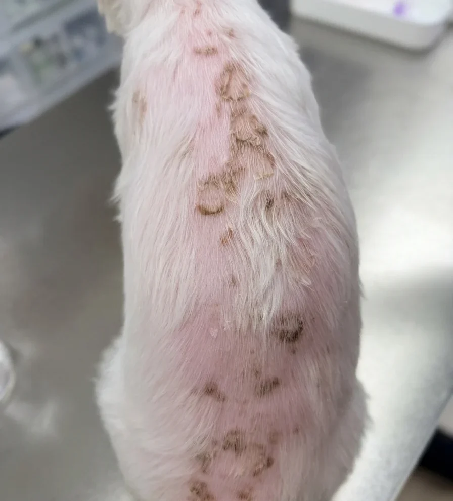 犬膿皮症