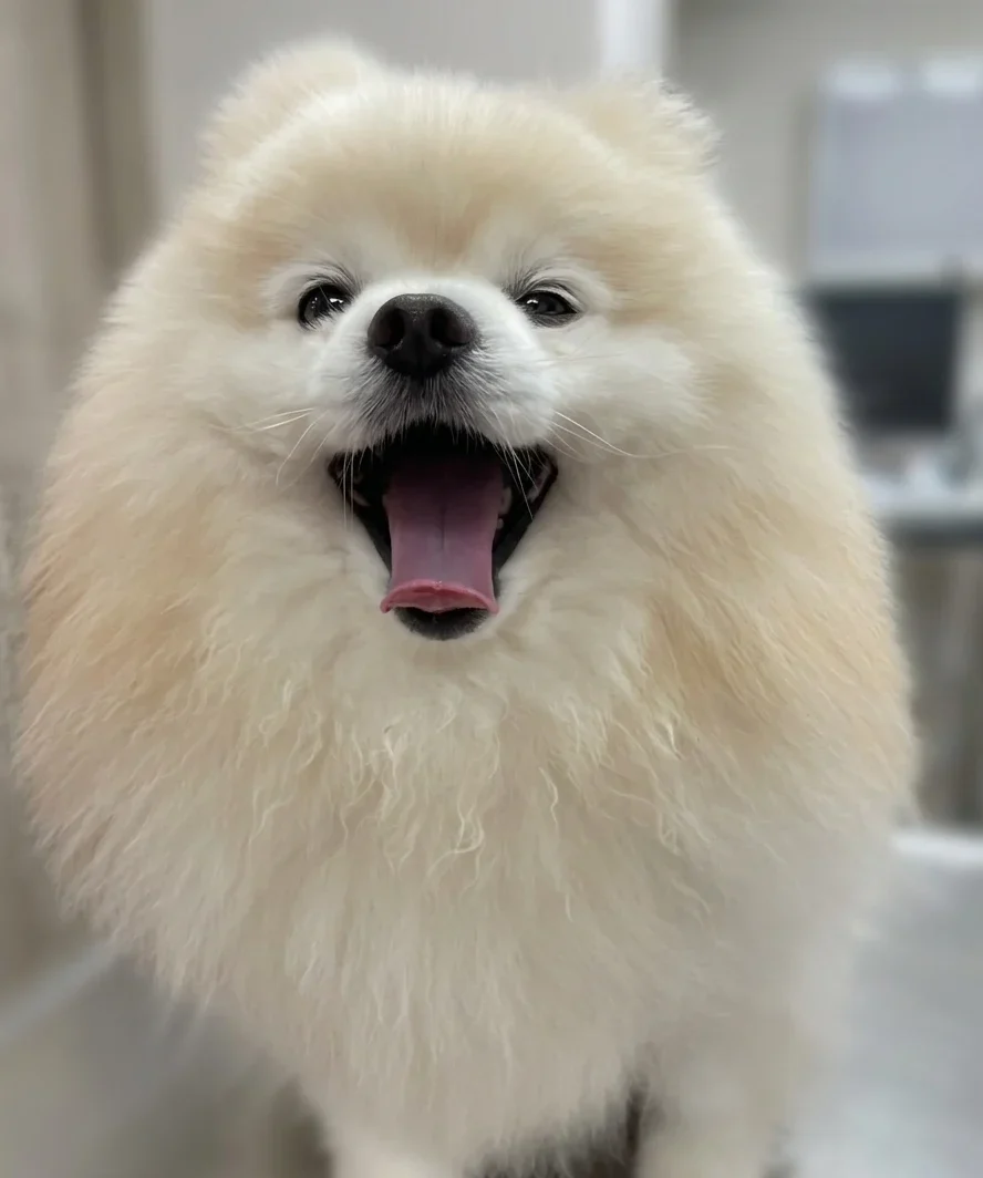Pomeranian Openmouth